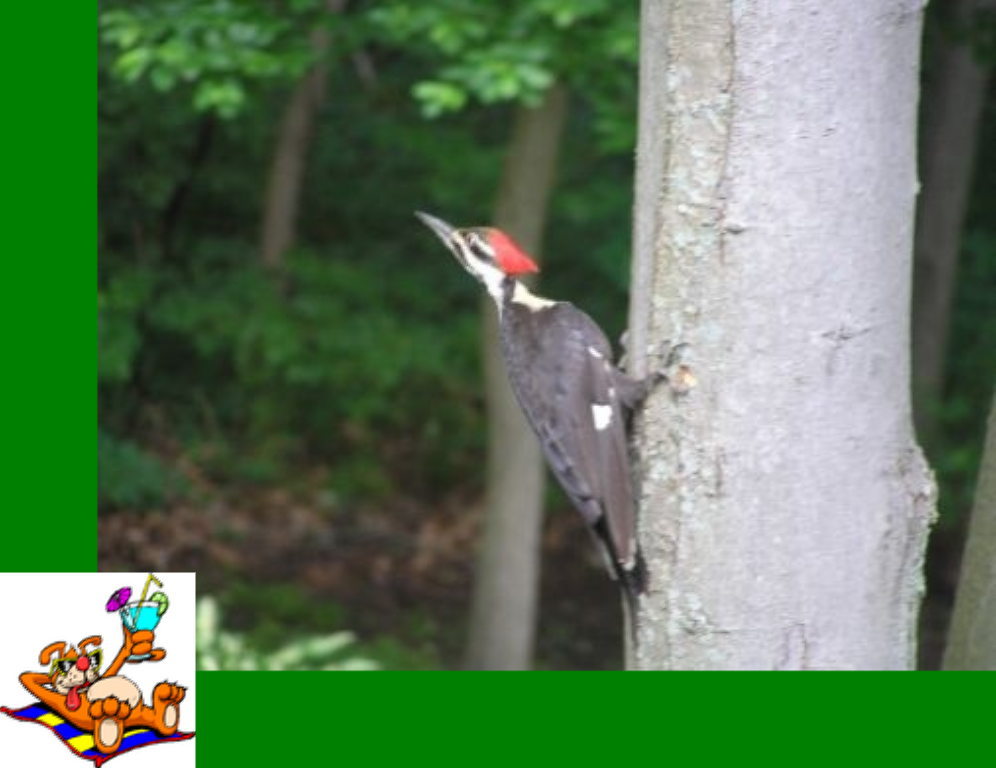 ../../../_images/pyvista-ImageDataFilters-concatenate-d25eb32358cc961f_08_00.png
