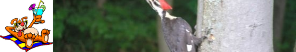 ../../../_images/pyvista-ImageDataFilters-concatenate-d25eb32358cc961f_09_00.png