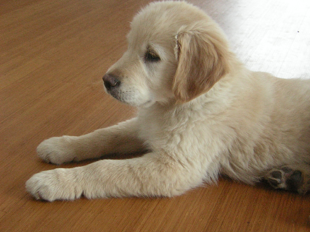 ../../../_images/pyvista-examples-downloads-download_puppy_texture-8119f8a1eecb973c_00_00.png