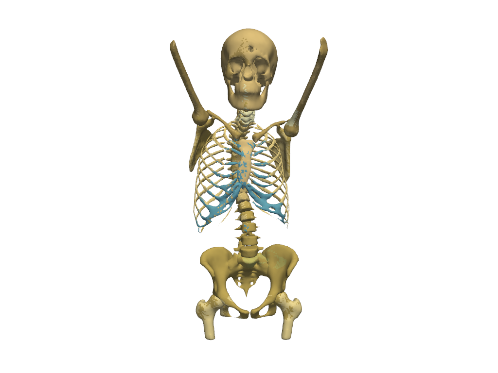 anatomical groups